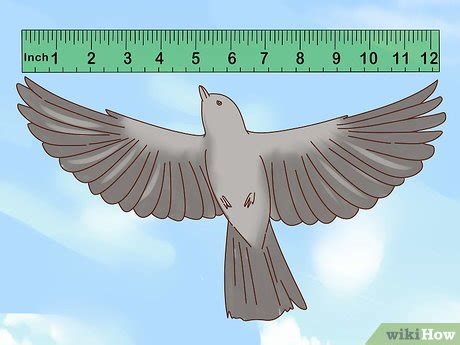 How to Identify a Mockingbird: 7 Steps (with Pictures) - wikiHow