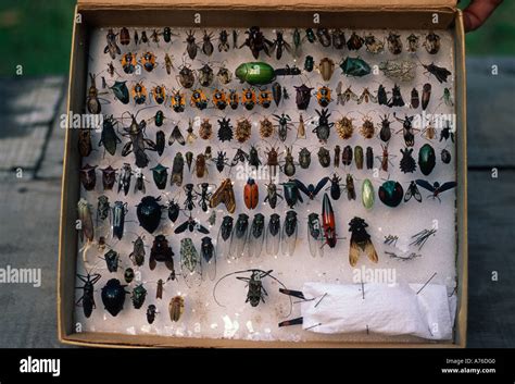 Collection of insects made on research expedition, Amazon rainforest Stock Photo - Alamy