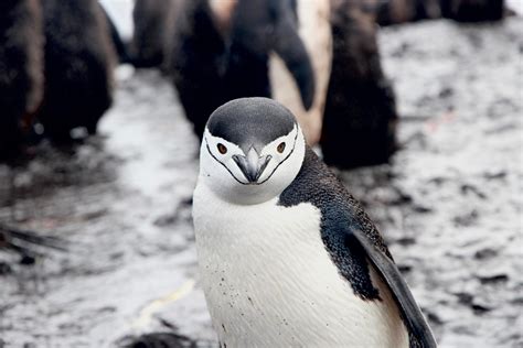 Chinstrap Penguin - C.S.W.D