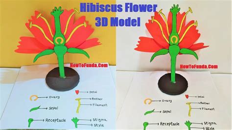 hibiscus flower parts 3d model for school science fair project ...