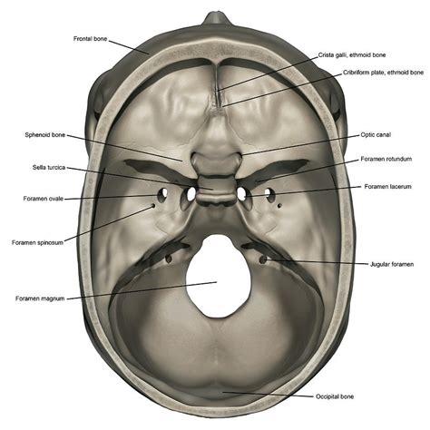 Superior View Of Human Skull Anatomy Photograph by Alayna Guza - Fine ...