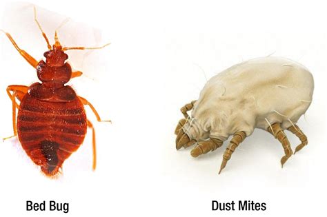 Dust Mites vs. Bed Bug - Pest Control Gurus