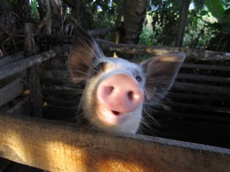 Hindi Ako Koreano: Ang pagiging mabangis ng baboy-damo ay maituturing ba na likas na katangian nito?