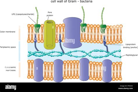 Gram Negative Cell Wall Diagram - Wiring Diagram