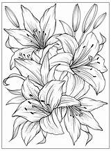 Download Coloring Page With Lilies And Leaves Vector For coloring  sketch template