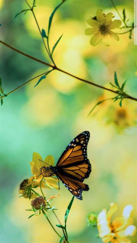 Download A beautiful butterfly enjoying the morning sun | Wallpapers.com