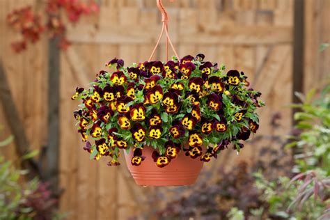 20 Gorgeous Fall Hanging Basket Ideas | HGTV