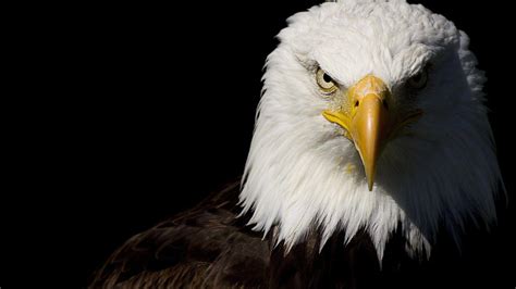 Dark Eagle Wallpapers - Top Free Dark Eagle Backgrounds - WallpaperAccess