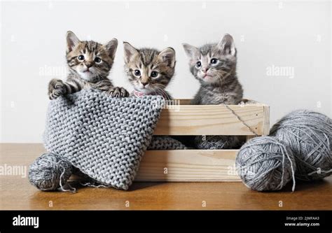 Three cute kittens Stock Photo - Alamy