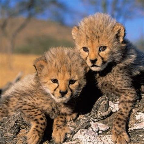 First Cheetah Cubs Born in Malawi in Over Two Decades – APTA