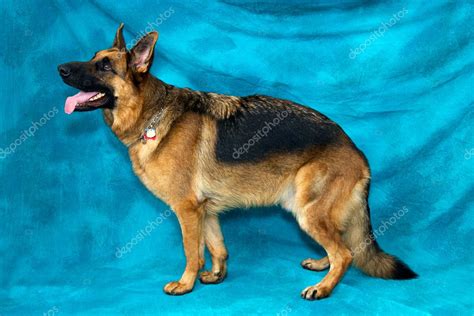 German Shepherd Dog Standing In Profile — Stock Photo © sorsillo #8339789