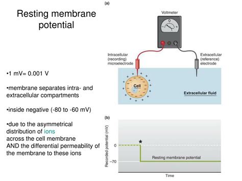 PPT - Resting membrane potential PowerPoint Presentation, free download - ID:2916634