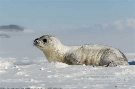 Free seal pup rests in the snow - Classroom Clipart