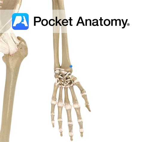 Wrist (radiocarpal joint) - Pocket Anatomy