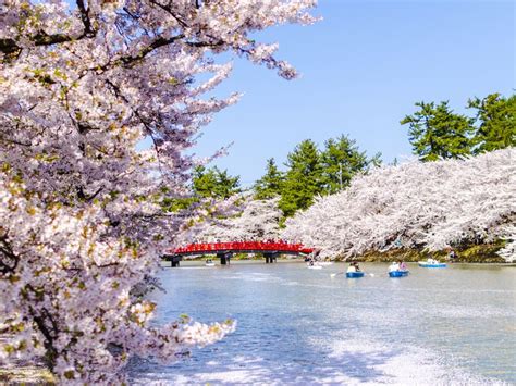 Los mejores lugares para ver los cerezos en flor de Japón - JRailPass