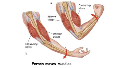 voluntary- muscle ASL - YouTube