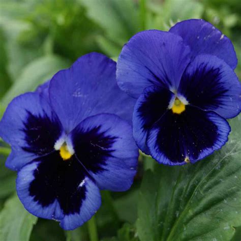 Pansy Seeds - Pansy Ullswater Blue Flower Seed