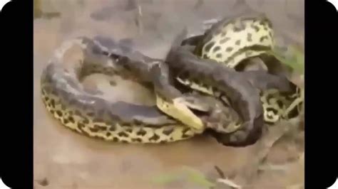 Giant Anaconda vs Crocodile - Wild Animals Attack Compilation 2016 - YouTube