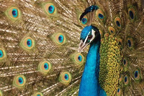 Definitive Guide To Indian Peafowl Facts, Habitat, Conservation Status ...