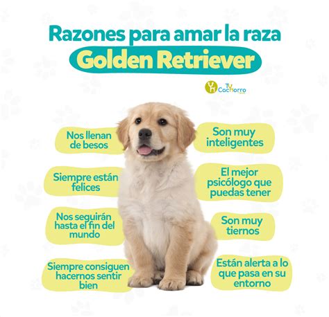 venta cachorros Golden Retriever - Venta de perros, Venta de cachorros en medellin