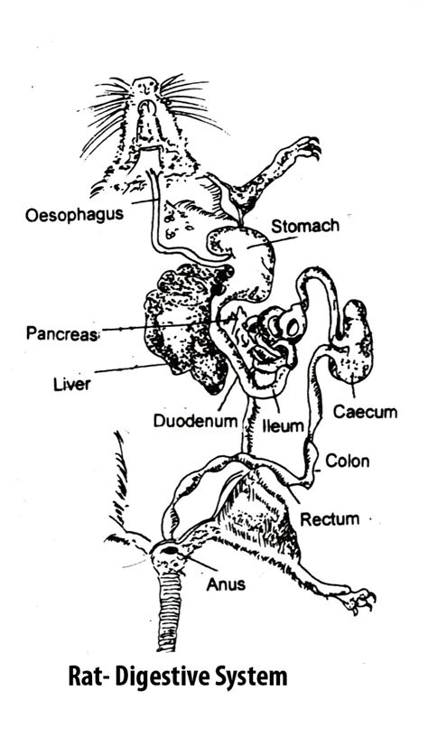 B. Sc. - II Animal Diversity- IV (Old) : Study of rat- DEMONSTRATION OF RAT ANATOMY