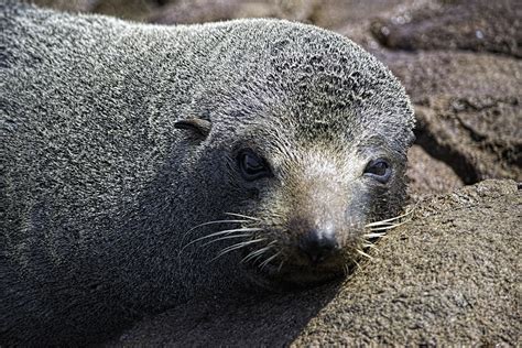 Australian Fur Seal | Fur seal, Marine life, Marine