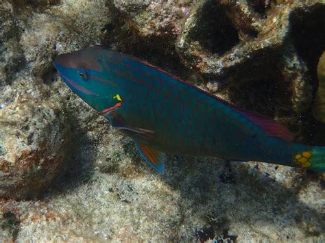 Snorkeling in The West Bay, Roatan, Honduras - UponArriving