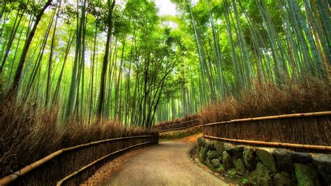 Kyoto Forest Wallpapers on WallpaperDog