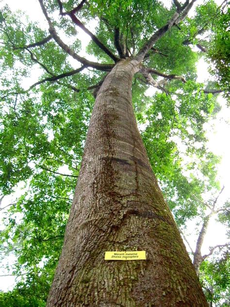 BAGIAN-BAGIAN POKOK PADA TUMBUHAN (2) ~ Pengetahuan Umum