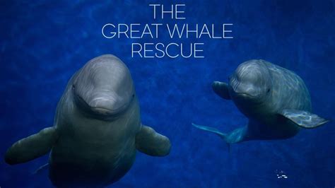 Great Whale Rescue - Twin Cities PBS