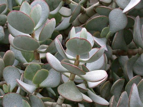 Crassula arborescens (Silver Dollar Plant) | World of Succulents