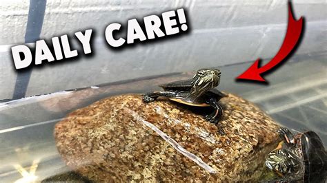 Baby Turtle Daily Care! - YouTube