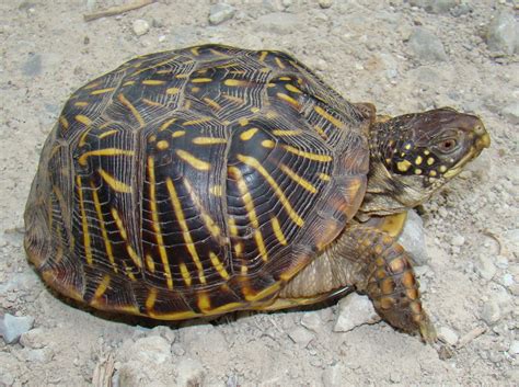 Terrapene ornata (Ornate box turtle)