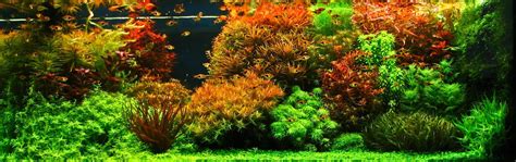 Small Aquarium Aquascape : Jual Aquarium Aquascape Miniature Air Terjun ...