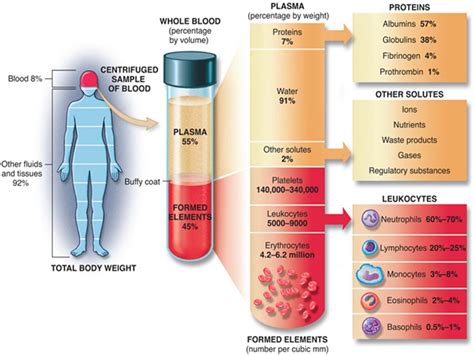 Body System: Blood Components