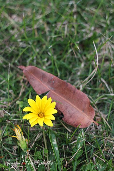 Baganatas@Photo: Bunga rumput 2