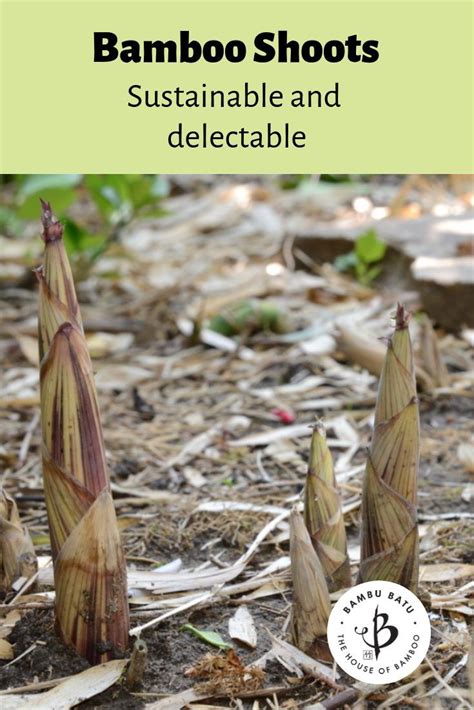 Bamboo Shoots: Edible, sustainable and nutritional﻿ | Bambu Batu | Bamboo shoots, Bamboo, Edible