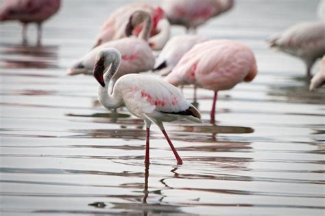 Lake Bogoria National Reserve | Apex Photo Safaris