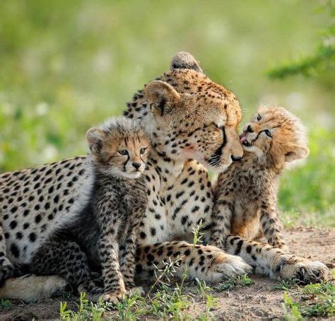 Mother cheetah and her cute cubs sharing the love. | Big Beautiful Cats | Serval cats, Small ...