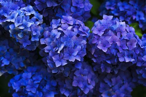 All you need to know about the blue hydrangea | Slightly Blue