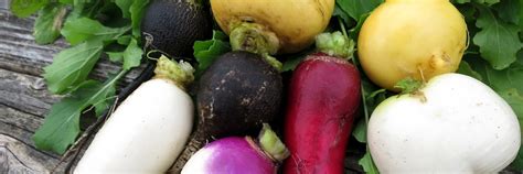 Different Types of Radish – Radish benefits