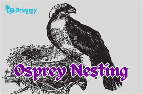 Osprey Nesting 101: Understanding Their Unique Behaviors