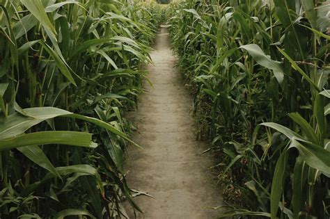 Corn mazes near Chicago