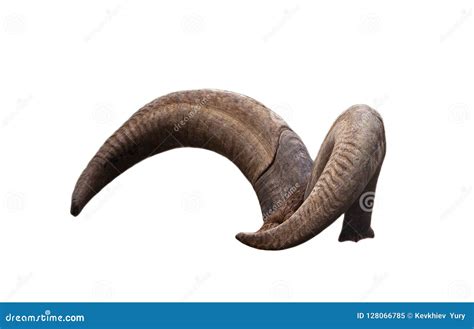 Pair of brown goat horns stock image. Image of bull - 128066785