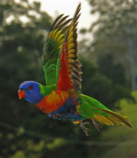 Rainbow Lorikeet in flight photo & image | animals, wildlife, birds ...