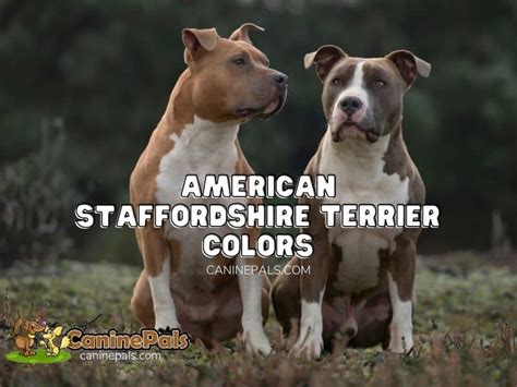 American Staffordshire Terrier Colors - Canine Pals