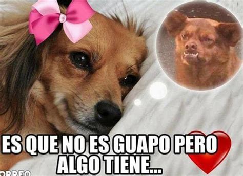 Chilaquil, el perro más gracioso del internet » Fotos de El Siglo en 2023 | Gracioso, Memes ...