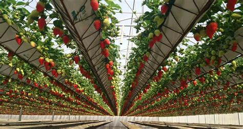 Best Hydroponic Strawberry Cultivation System