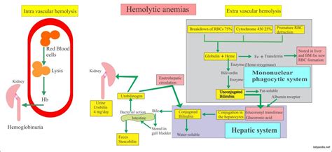 Anemia:- Part 8 – Hemolytic Anemias, Autoimmune Hemolytic Anemia ...