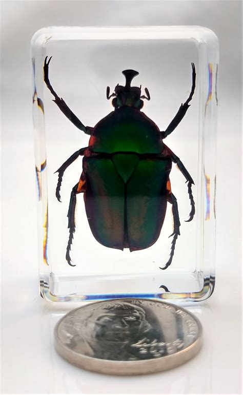 Unicorn Green Rose Chafer Beetle Specimen in Lucite Resin: Amazon.com: Industrial & Scientific